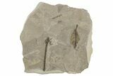 Dragonfly (Odonata) Fossil - Green River Formation, Utah #242786-1